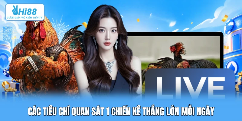 4 Tiêu Chí Quan Sát Thần Sắc & Dáng Điến Chiến Kê Trước Khi Vào Kèo Đá Gà Các tiêu chí quan sát 1 chiến kê thắng lớn mỗi ngày