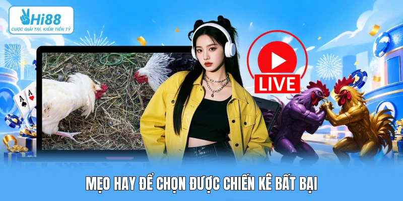 Phân Biệt Đá Gà Cựa Sắt Và Đá Gà Cựa Dao: Cơ Học Va Chạm, Sát Thương & Chiến Lược Cược Mẹo hay để chọn được chiến kê bất bại
